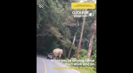 Wild Elephant Crushes Passing Car