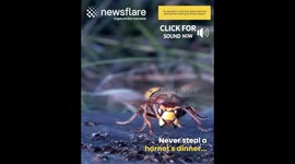 Hornet vs Ants Fight