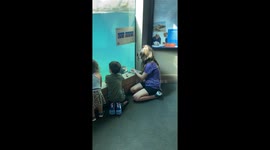 Sea Lion Fascinated By Toy Car
