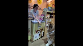 Fluffy pet Alaskan Malamute dog reaches out its paw for tub of ice cream