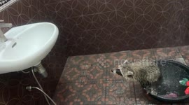 Pet raccoon has amusing fail while trying to jump into bathroom sink