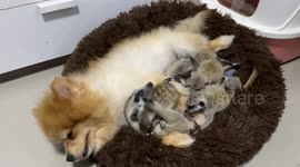 Pomeranian, mummy meerkat and her six babies snuggle up together