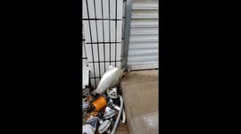 Man rescues stray puppies from dirty sewer under the guidance of tearful mother dog on rainy day