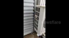 Man Rescues Stray Puppies from Dirty Sewer in Baoding, Hebei, China