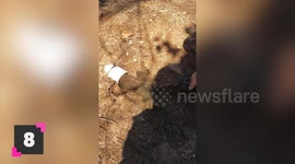 Gross Jobs you Never Thought Existed