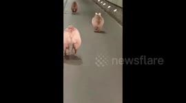 Brown bear cubs spotted running along highway in China