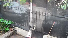 Pup gnaws hole in mesh fence so he can peer through gate