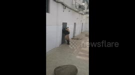 Cute panda looks through opening on door at zoo in Xi'An, China