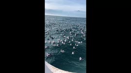 A Sea Of Albatross