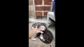 Kindhearted woman 'blacks out' and ends up with an adorable cat family in her house