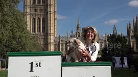 Dogs awarded at the annual Westminster Dog of the Year competition in London, UK