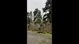Massive tree blow out from Hurricane Lee