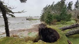 Massive trees falling onto our home from the post-tropical storm Lee in Crescent Beach Nova Scotia