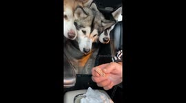 Our funny Alaskan Malamutes look like a 3 headed dog when we fed them a treat in the car