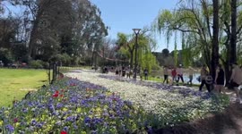 Annual Floriade spring celebration opens in Australian capital