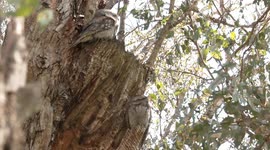 How many can you spot? Tawny frogmouths' incredible tree-like camouflage