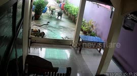World's worst guard dogs? Three pet pooches are pushed away by slithering snake