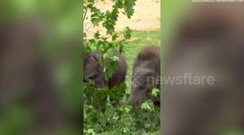 Cute alert! Baby elephant twins play with trees and branches