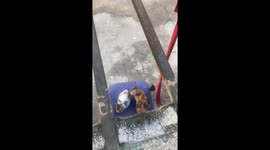 Stray Cats Express Gratitude with Mice as Gifts to Thank Woman feeding them in China