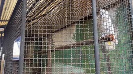 Inside notorious Thai zoo where world's loneliest gorilla is kept