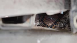 Driver catches huge python in the machinery of his pickup truck