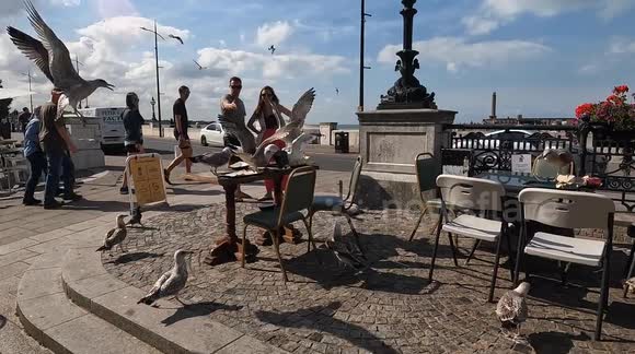 Brazen Seagull Flash Mob Target Tourists Dining al Fresco In Margate