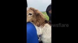 Vlogger Helps Lost Lamb Find Its Way Home in Tongliao, China