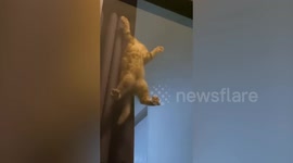 Pet cat sprawls itself across mesh door while climbing down