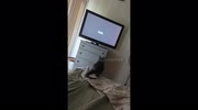 temp