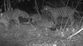 Four tigers eat buffalo in Thai forest