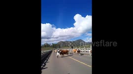 Tourist tossed into air by cow during photo session at Chinese scenic area
