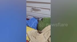 Hero pet cat protects girl, 12, from sinister wild cobra lurking in home