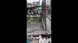 Neighbours catch huge python flushed out by floods in the Philippines