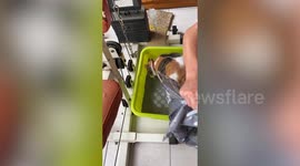 Pet cat excitedly rubs body against fresh litter sand