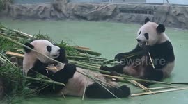 Chinese Pandas' Antics After Bumping Into Each Other In Sichuan, China