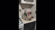 temp