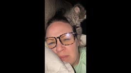 No Rest When You Have a Kitten