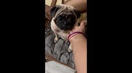 Whenever i ask shake hand to my pet she gives without hesitation.