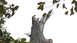 Conservationists urge locals to protect rare Alexandrine parakeets vanishing from Thailand