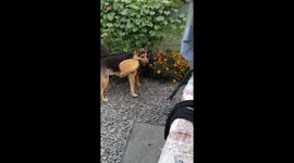 Playful pups: Amur and Baron's broomstick chase