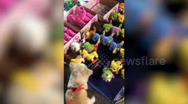 Pet dog delighted after seeing barking Pikachu toy in market