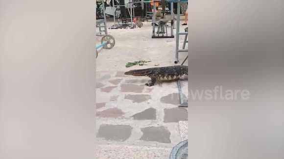 Rep-tile! Monitor lizard wanders into gym hoping to scale up on fitness ...