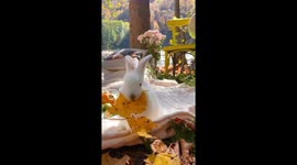 Pampered white rabbit munches on golden leaf in Cambodia