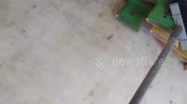 When the baby monitor lizard planned to enter the house, it was immediately confronted by the cat