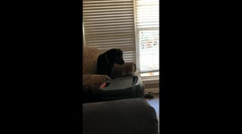 Black Lab Pounces on Owner