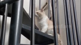 Cats are cute and obedient to their owners