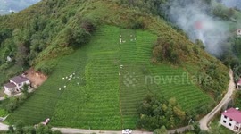 Türkiye's tea yield drops due to insufficient precipitation: media