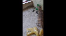 when the baby monitor lizard will enter the house but is intercepted by the host cat