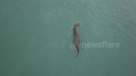 Defiant turtle manages to escape EPIC 30-minute attack by saltwater crocodile in Australia