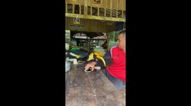 Great Hornbill interrupts patrol officer making his morning coffee